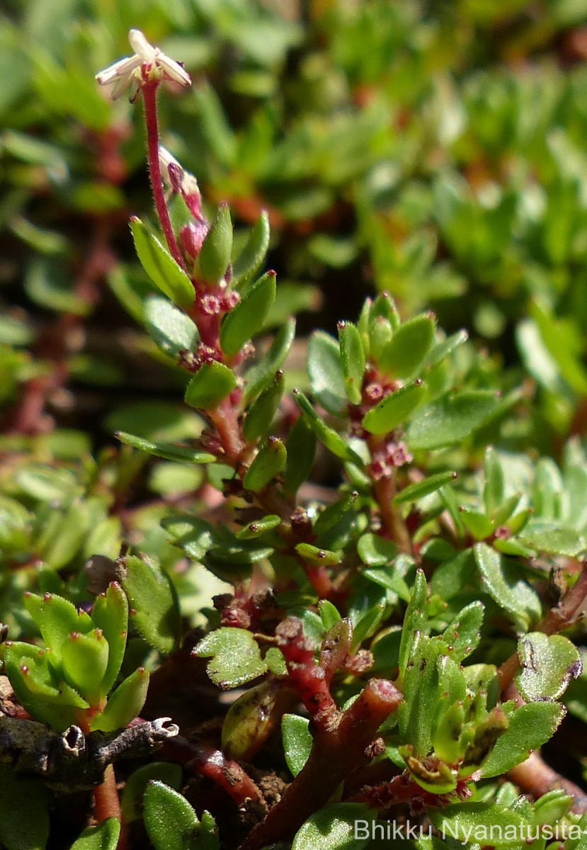 Laurembergia coccinea (Blume)